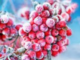 Погода в Набережных Челнах на 24 января
