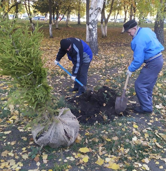105 деревьев высадили на территориях челнинских медицинских учреждений