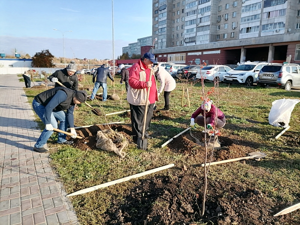 В Набережных Челнах с начала осени высадили порядка 8 тысяч деревьев и кустарников